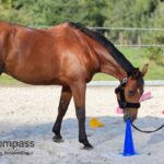 Pferdegestütztes Coaching für Führungskräfte in Aktion.