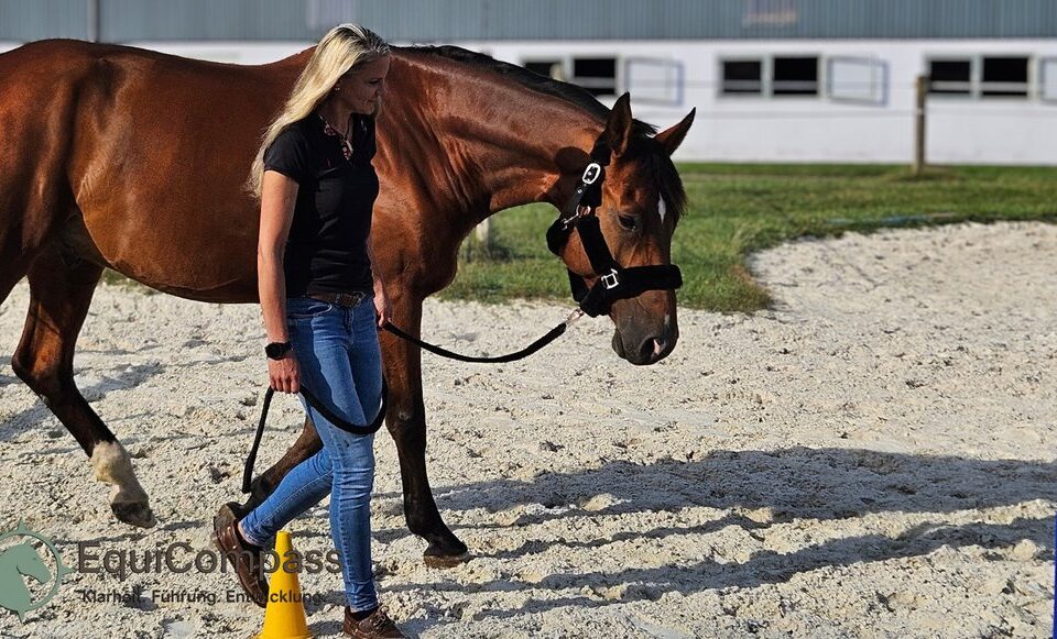 Pferdegestütztes Coaching für IT-Führungskräfte