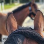 pferdegestütztes Coaching für Führungskräfte.