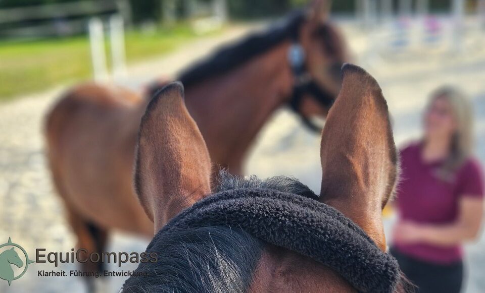 pferdegestütztes Coaching für Führungskräfte.