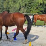 Pferdegestütztes Coaching für Führungskräfte