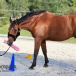 Pferdegestütztes Coaching für Führungskräfte