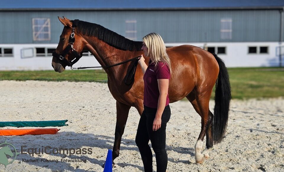 Pferdegestütztes Coaching für Führungskräfte.