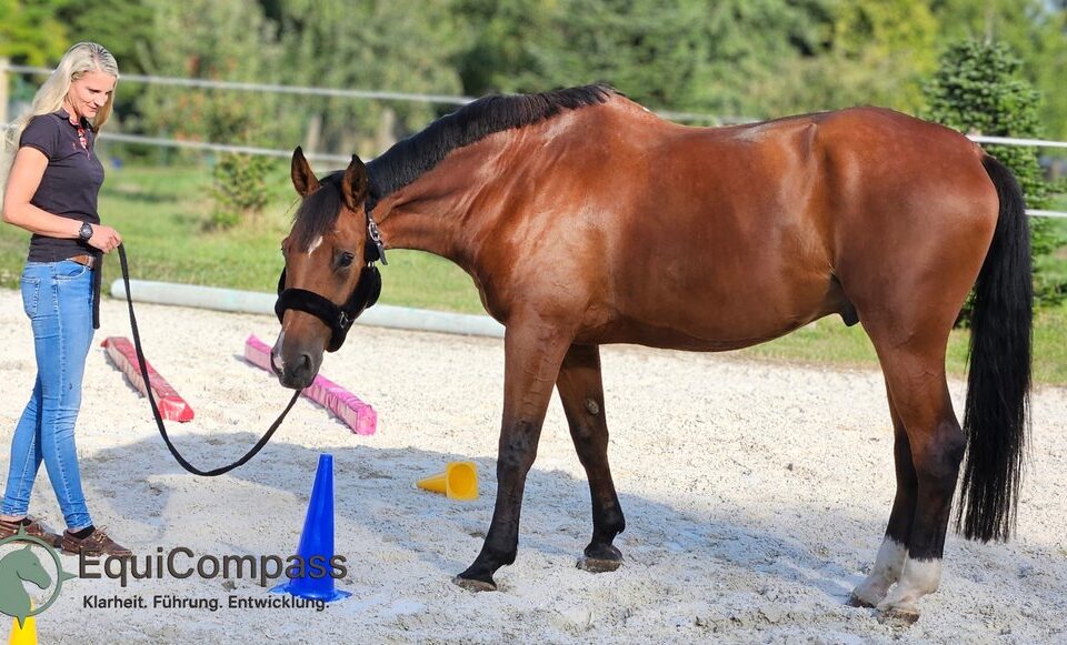 Pferdegestütztes Coaching für Führungskräfte