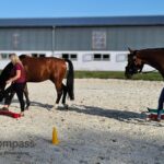 Pferdegestütztes Coaching Unternehmensnachfolge: Nachfolger übt Führung mit Pferd, Rollenklärung und Vertrauen