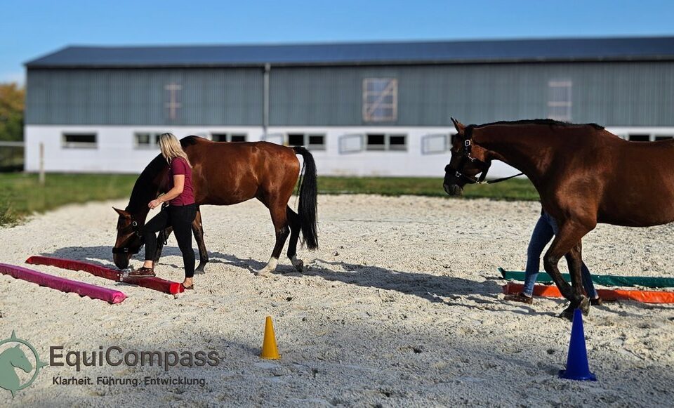 Pferdegestütztes Coaching Unternehmensnachfolge: Nachfolger übt Führung mit Pferd, Rollenklärung und Vertrauen