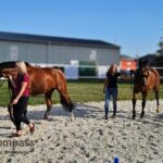 Pferdegestütztes Coaching Führung: Teamübung mit Pferd zur Sichtbarmachung von Konfliktdynamiken