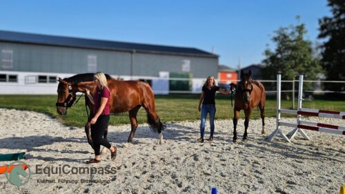 Pferdegestütztes Coaching Führung: Teamübung mit Pferd zur Sichtbarmachung von Konfliktdynamiken
