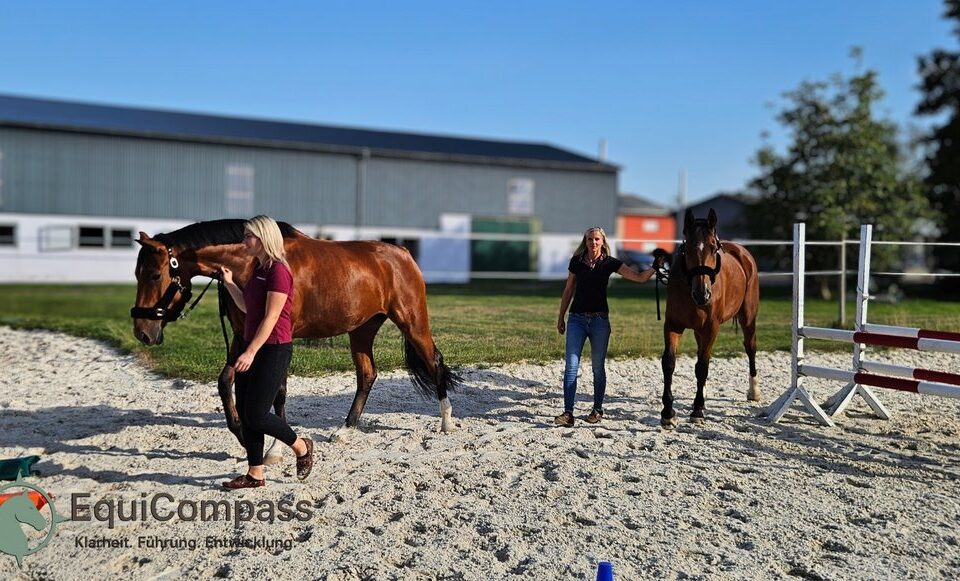 Pferdegestütztes Coaching Führung: Teamübung mit Pferd zur Sichtbarmachung von Konfliktdynamiken