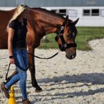 Führungskräfteentwicklung durch pferdegestütztes Coaching