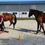 Pferdegestütztes Coaching Vertrauen Führung: Führungskraft erlebt Vertrauen und Verantwortung