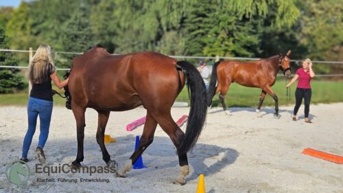 Pferdegestütztes Coaching für Führungskräfte: Führungskraft erhält nonverbales Feedback vom Pferd