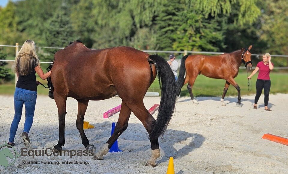 Pferdegestütztes Coaching für Führungskräfte: Führungskraft erhält nonverbales Feedback vom Pferd