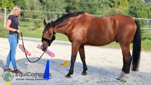 Pferdegestütztes Coaching für Führungskräfte: Übung zur Präsenz und Kommunikation
