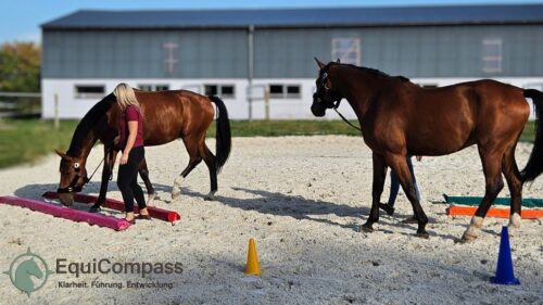 Pferdegestütztes Coaching: Führungskräfte erleben Klarheit und Grenzsetzung im Workshop mit Pferden